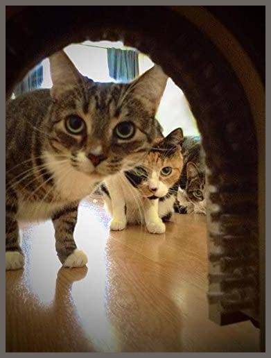 Cathole cat door with brush discount