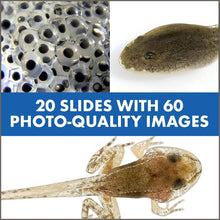 Load image into Gallery viewer, Educational Insights GeoSafari Jr. Talking Microscope - 
