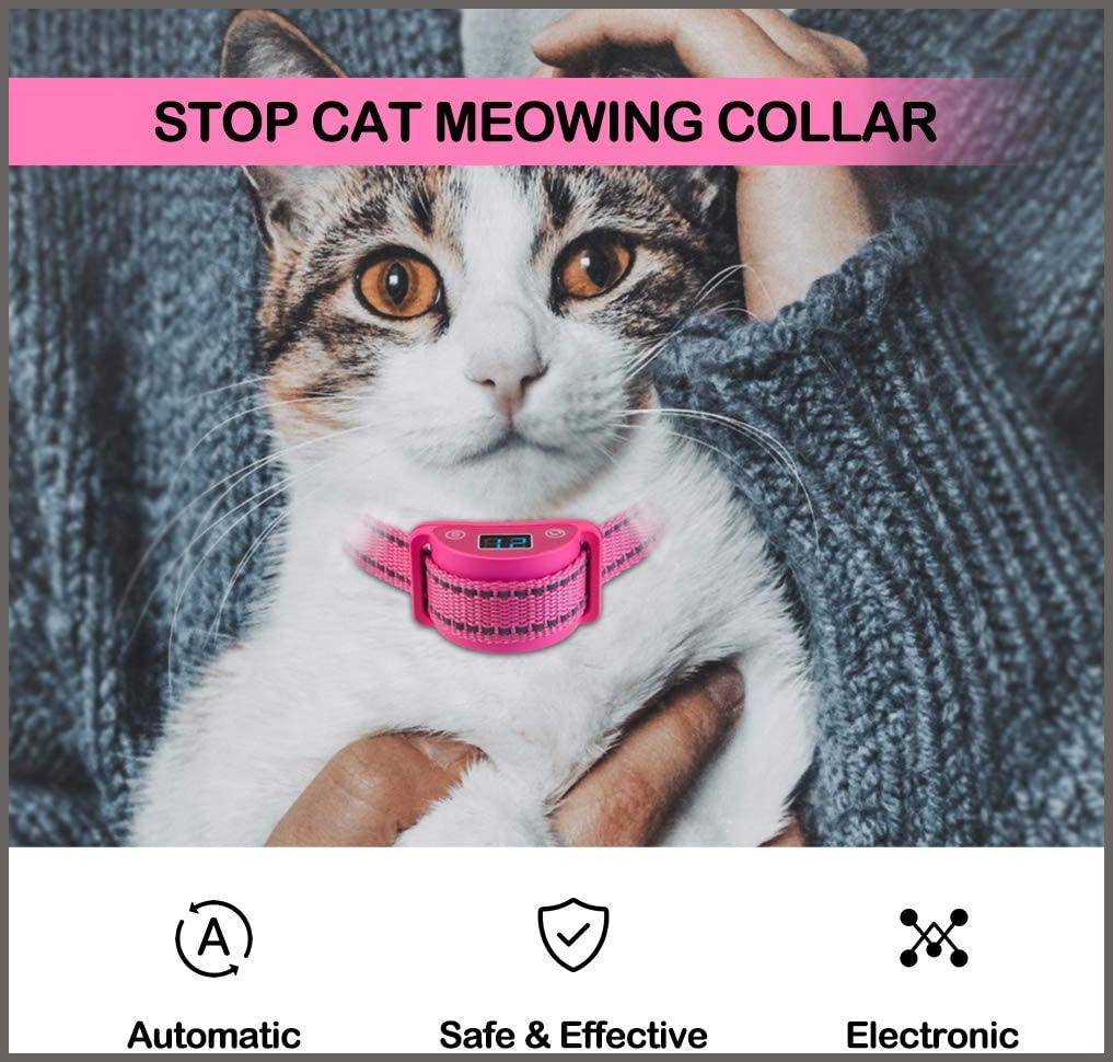 Cat with cheap no collar