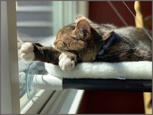 Load image into Gallery viewer, Kitty Cot Original World&#39;s Best Cat Perch - 
