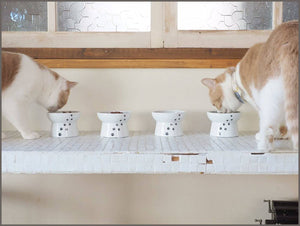 Necoichi Raised Cat Food and Water Bowl Set - 